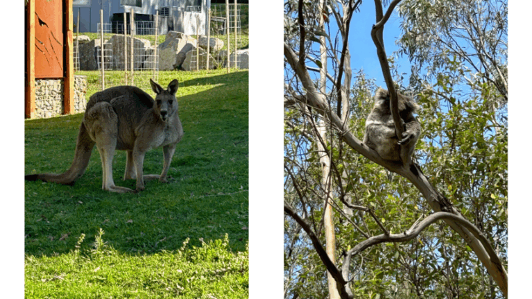 two images: a kangaroo on the left and a koala in a tree on the right